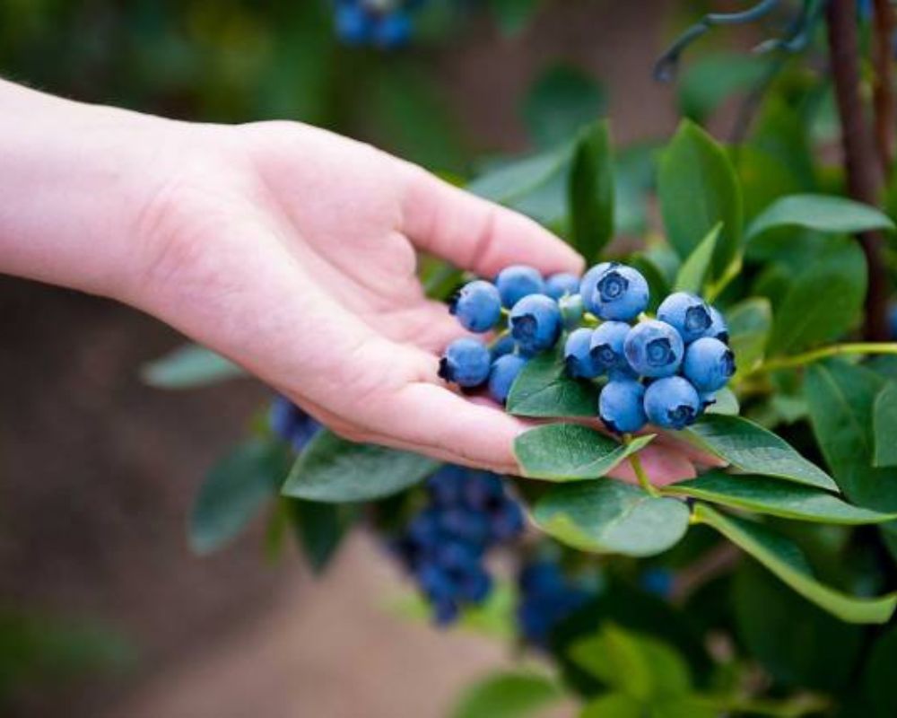 Bilberry