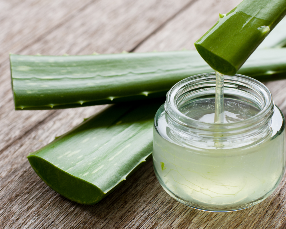 Unlocking the Benefits of Aloe Barbadensis Leaf Juice