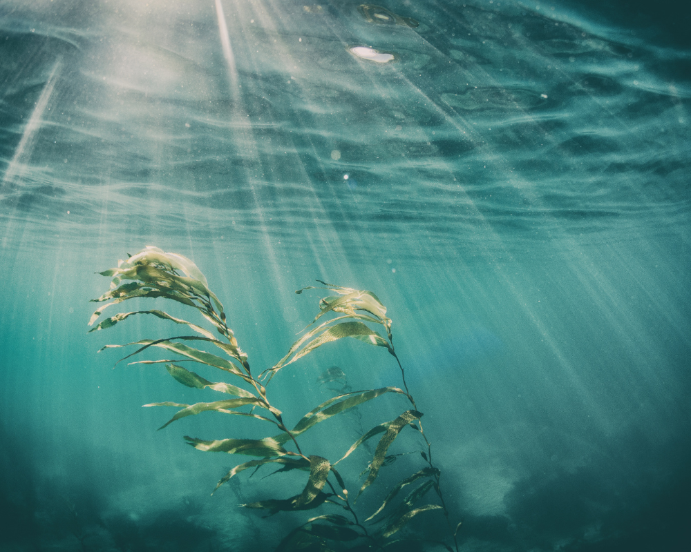 RESEARCH: Use of Seaweed Bioactive Compounds in Skincare