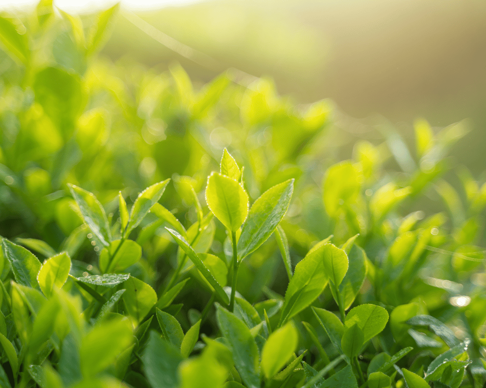 RESEARCH: Green Tea Extracts
