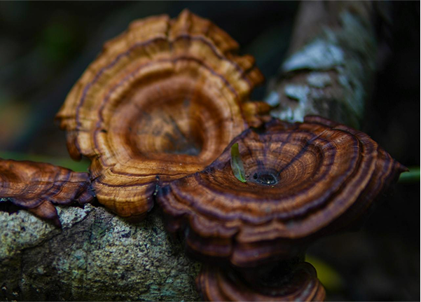 The Science‐Backed Beauty of Organic Reishi & Kojic Acid in Natural Skincare