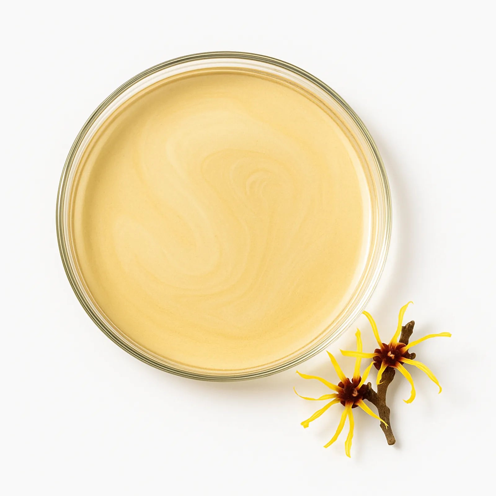 witch_hazel_1600.webp__PID:307e441e-53d2-4e77-862f-99afa3797010